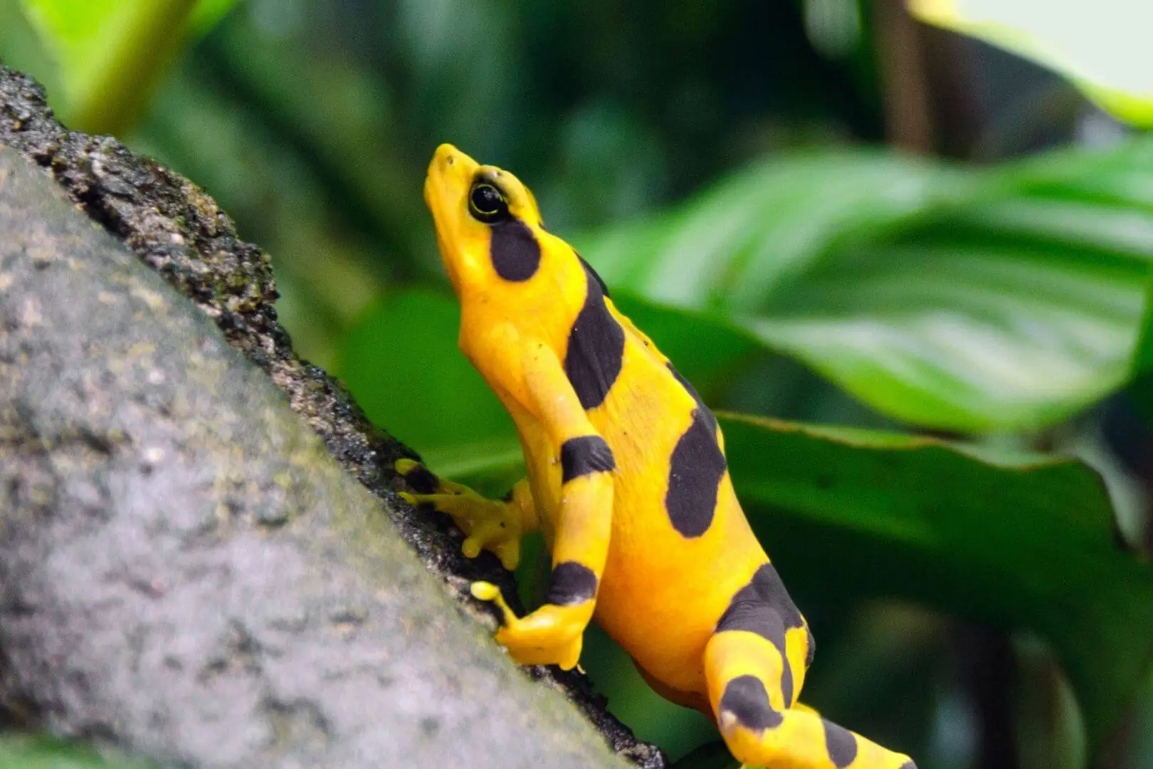 Maecenas faucibus mollis interdum donec sed odio.